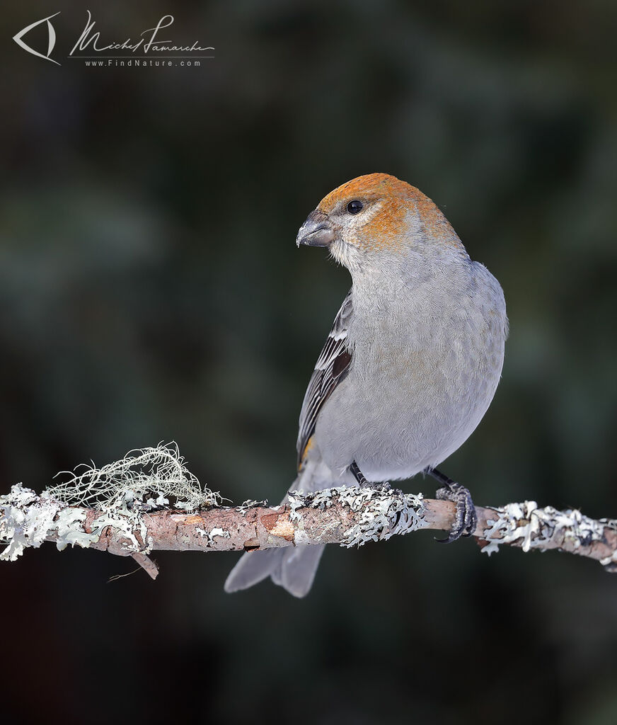 Pine Grosbeak female adult