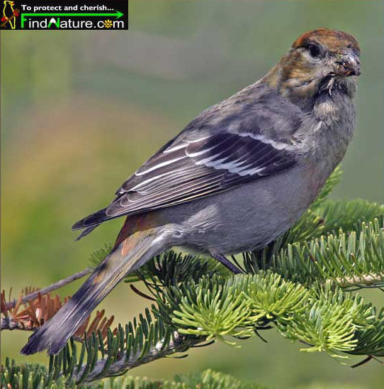 Pine Grosbeak