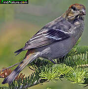 Pine Grosbeak