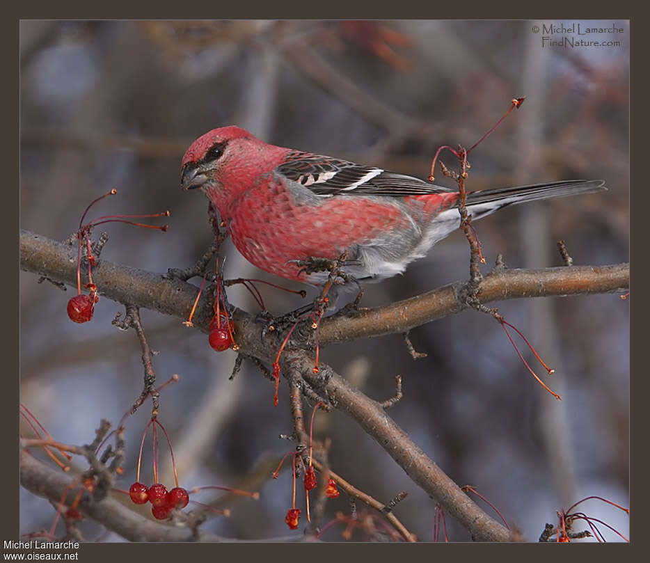 Pine Grosbeak male adult post breeding, pigmentation