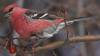 Pine Grosbeak