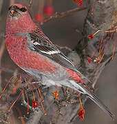 Pine Grosbeak