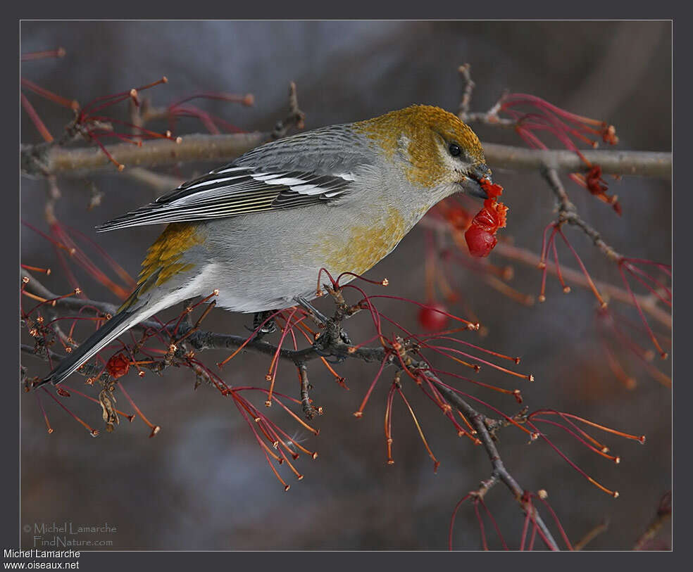 Pine Grosbeak female adult, identification