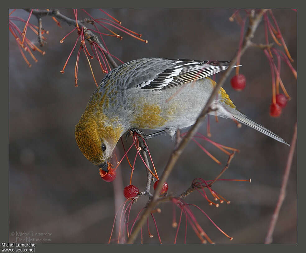 Pine Grosbeak female adult post breeding, pigmentation, eats