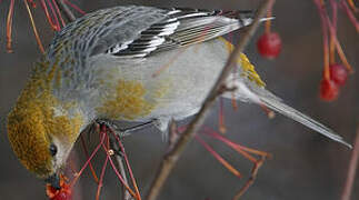 Pine Grosbeak