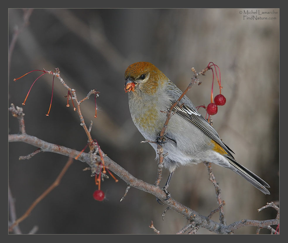 Pine Grosbeak female adult