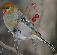 Pine Grosbeak