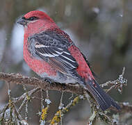 Pine Grosbeak