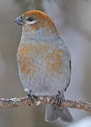 Pine Grosbeak