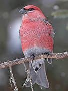 Pine Grosbeak