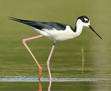 Black-necked Stilt