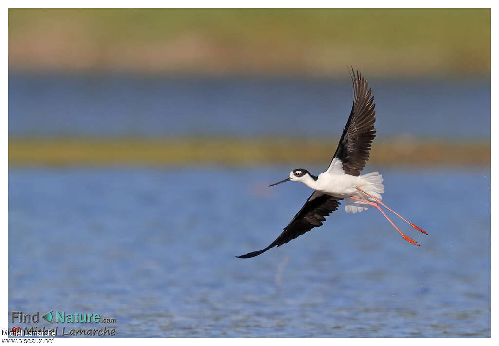 Black-necked Stiltadult, Flight