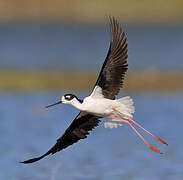 Black-necked Stilt