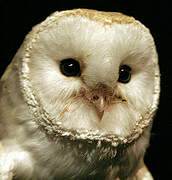 American Barn Owl