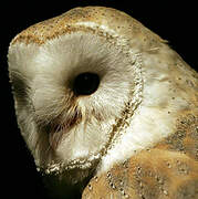 American Barn Owl