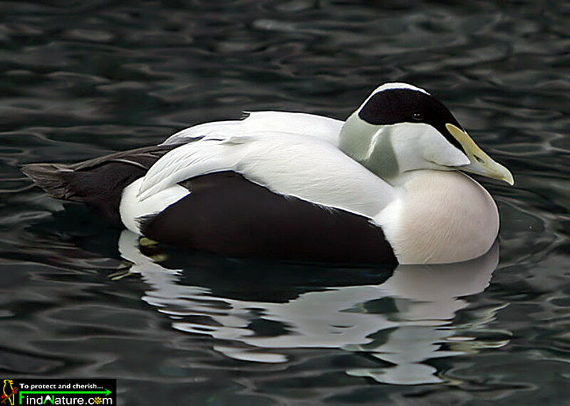 Common Eider