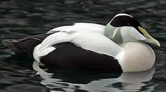 Common Eider