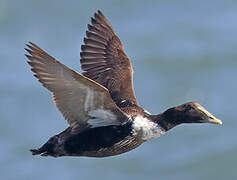 Eider à duvet