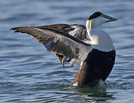 Eider à duvet