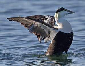 Eider à duvet