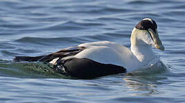 Eider à duvet