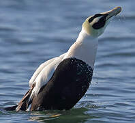 Common Eider