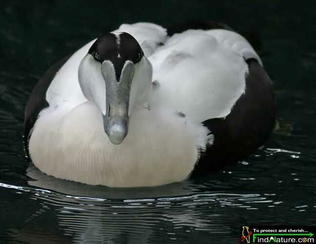 Common Eider