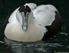 Common Eider