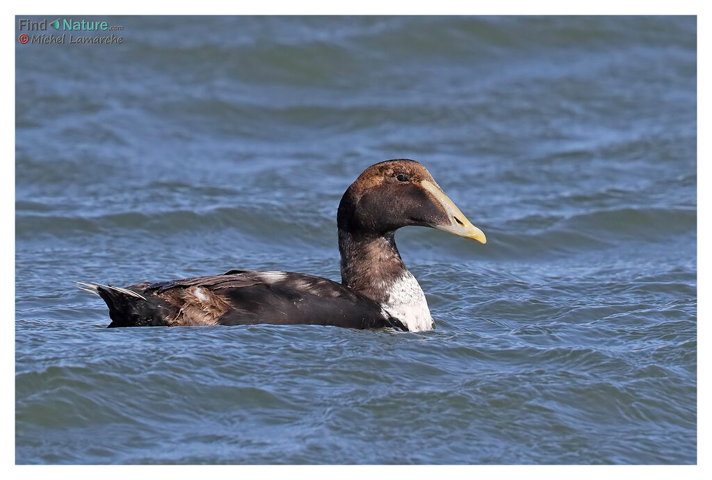 Common Eider male adult post breeding, identification