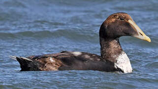 Eider à duvet