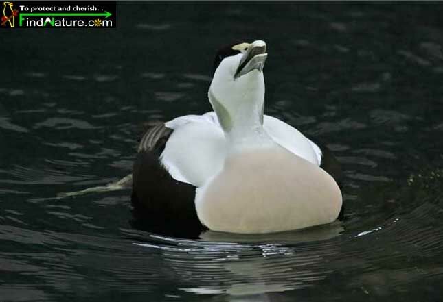 Common Eider