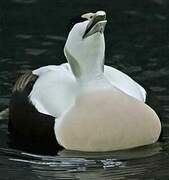 Common Eider