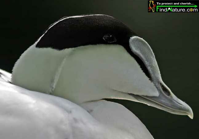 Common Eider