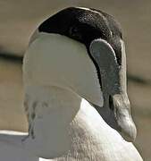 Common Eider