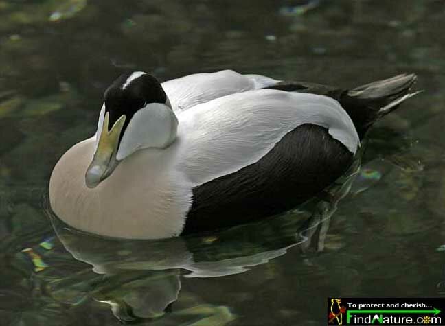 Common Eider