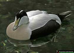 Common Eider