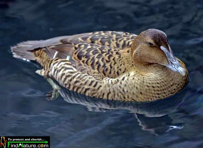 Common Eider