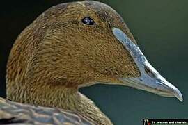 Common Eider