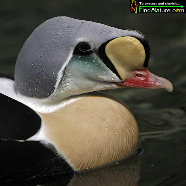 King Eider male adult