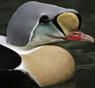 Eider à tête grise