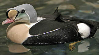 Eider à tête grise