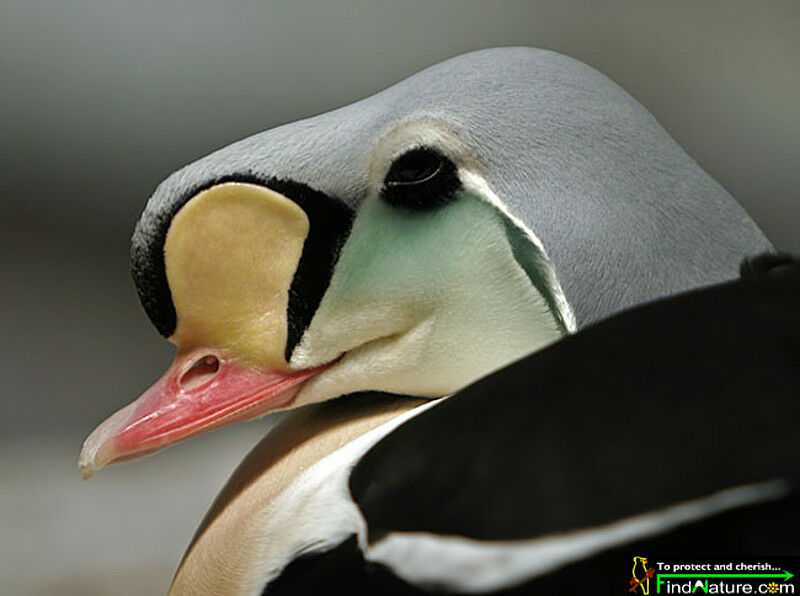 Eider à tête grise