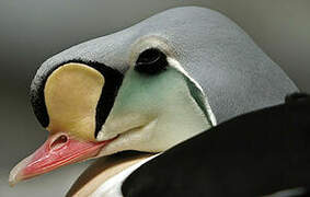 King Eider