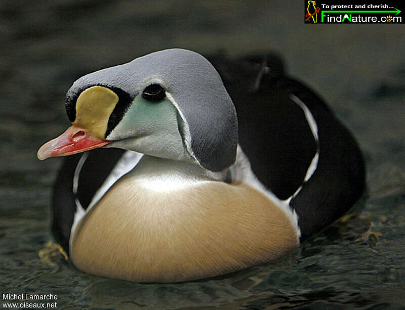 King Eider male adult