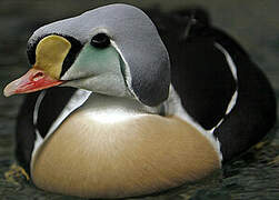 King Eider