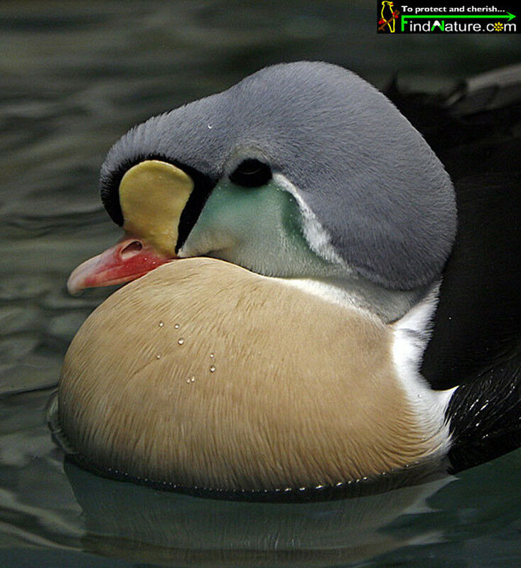 Eider à tête grise mâle adulte