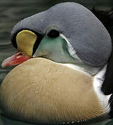 King Eider