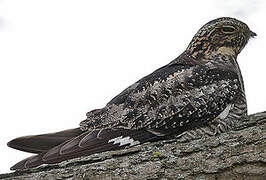 Common Nighthawk