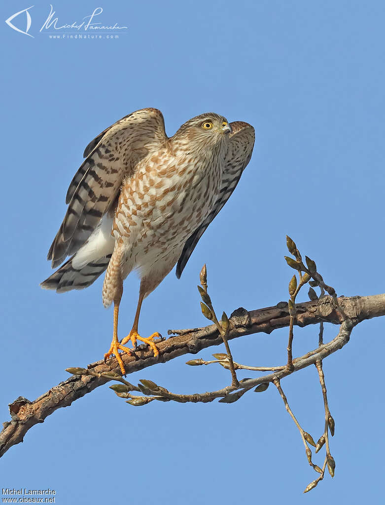 Sharp-shinned Hawkjuvenile, aspect, pigmentation