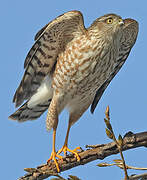 Sharp-shinned Hawk